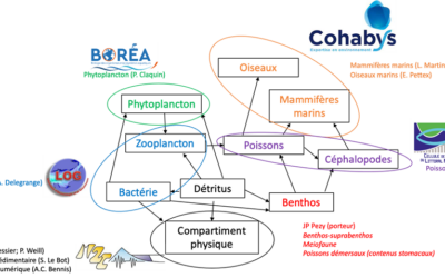 Le bilan 2023 du GIS Eolien en Mer autour du parc éolien en mer de Dieppe Le Tréport