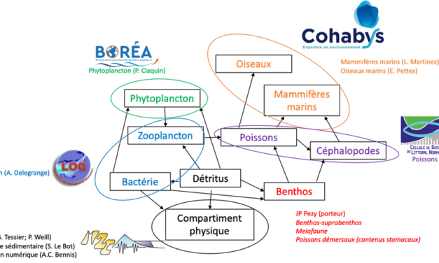 Le bilan 2023 du GIS Eolien en Mer autour du parc éolien en mer de Dieppe Le Tréport