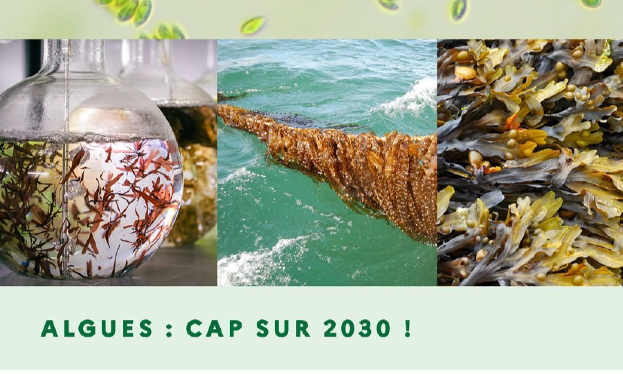 Des algues dans les parcs éoliens en mer