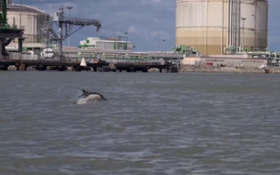 Cinq dauphins dans l’estuaire de la Loire à Montoir