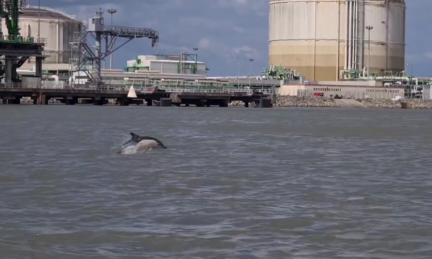 Cinq dauphins dans l’estuaire de la Loire à Montoir