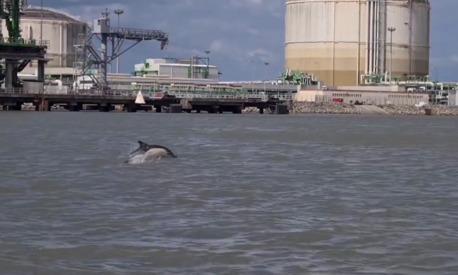 Cinq dauphins dans l’estuaire de la Loire à Montoir