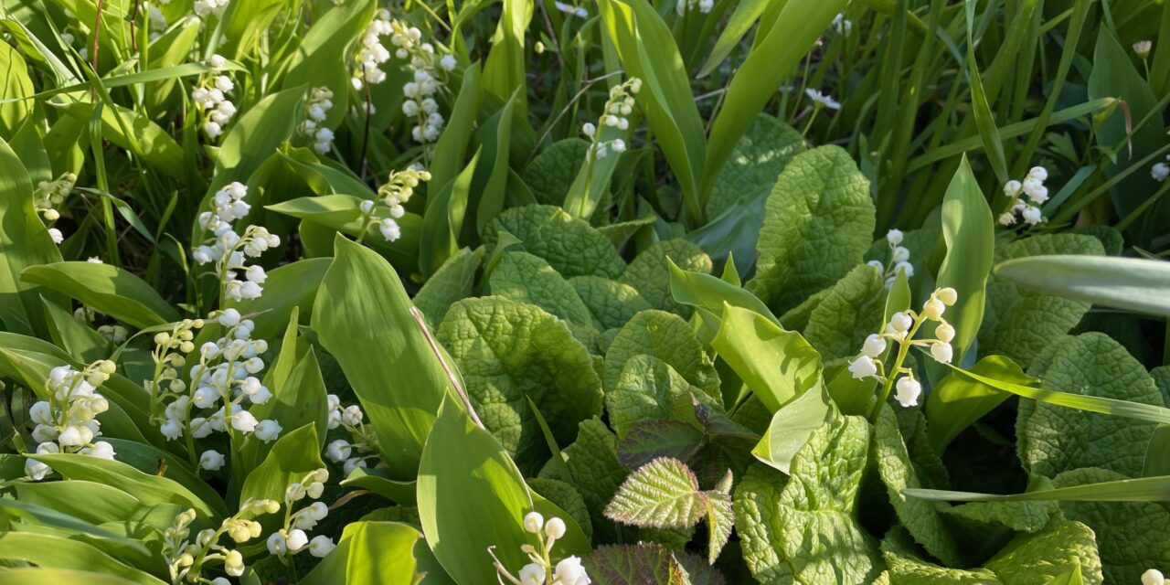 Que le muguet de mai vous porte bonheur