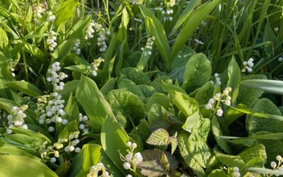 Que le muguet de mai vous porte bonheur