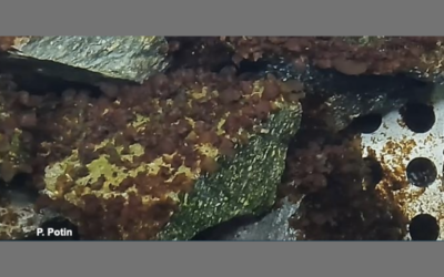 Europe : In extremis, la loi sur la restauration de la nature, dernière survivante du Pacte vert est votée