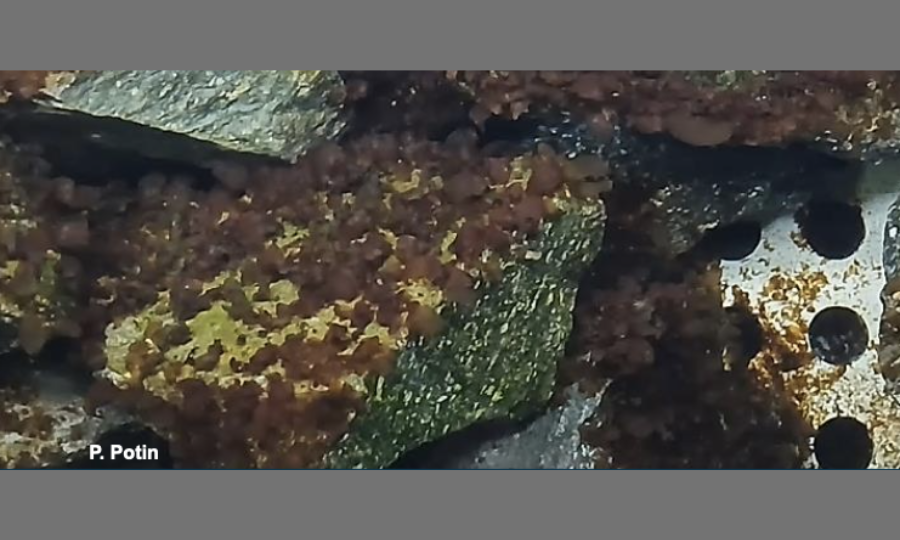 Europe : In extremis, la loi sur la restauration de la nature, dernière survivante du Pacte vert est votée