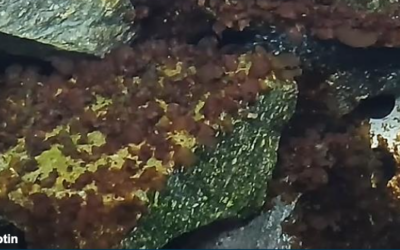 Europe : In extremis, la loi sur la restauration de la nature, dernière survivante du Pacte vert est votée