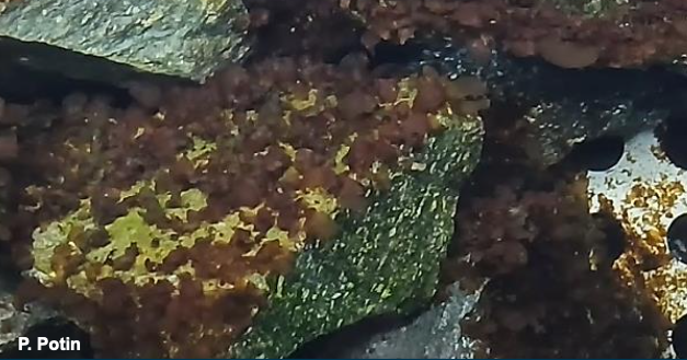 Europe : In extremis, la loi sur la restauration de la nature, dernière survivante du Pacte vert est votée