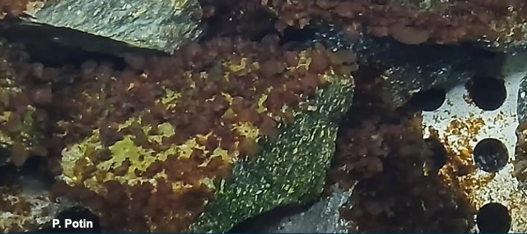 Europe : In extremis, la loi sur la restauration de la nature, dernière survivante du Pacte vert est votée