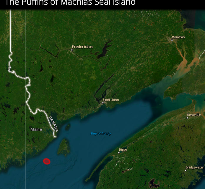 Feuilleton de l’été : Les macareux de l&rsquo;île Machias Seal dans la Baie de Fundy