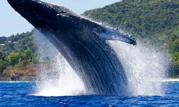 La chasse commerciale à la baleine : un fossé entre les pour et contre
