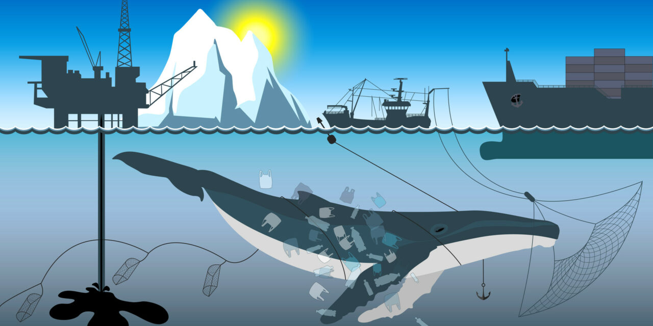 La chasse commerciale à la baleine : un fossé entre les pour et contre