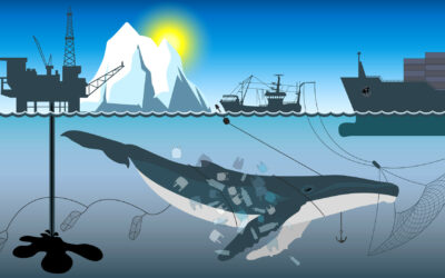 La chasse commerciale à la baleine : un fossé entre les pour et contre