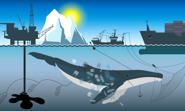 La chasse commerciale à la baleine : un fossé entre les pour et contre
