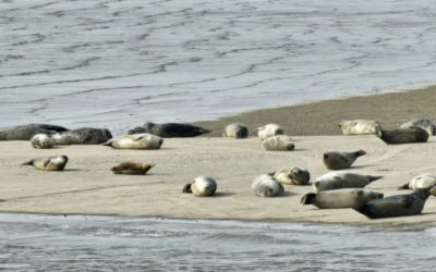 ECE Offshsore va installer des câbles dans la mer des Wadden pour Jan De Nul