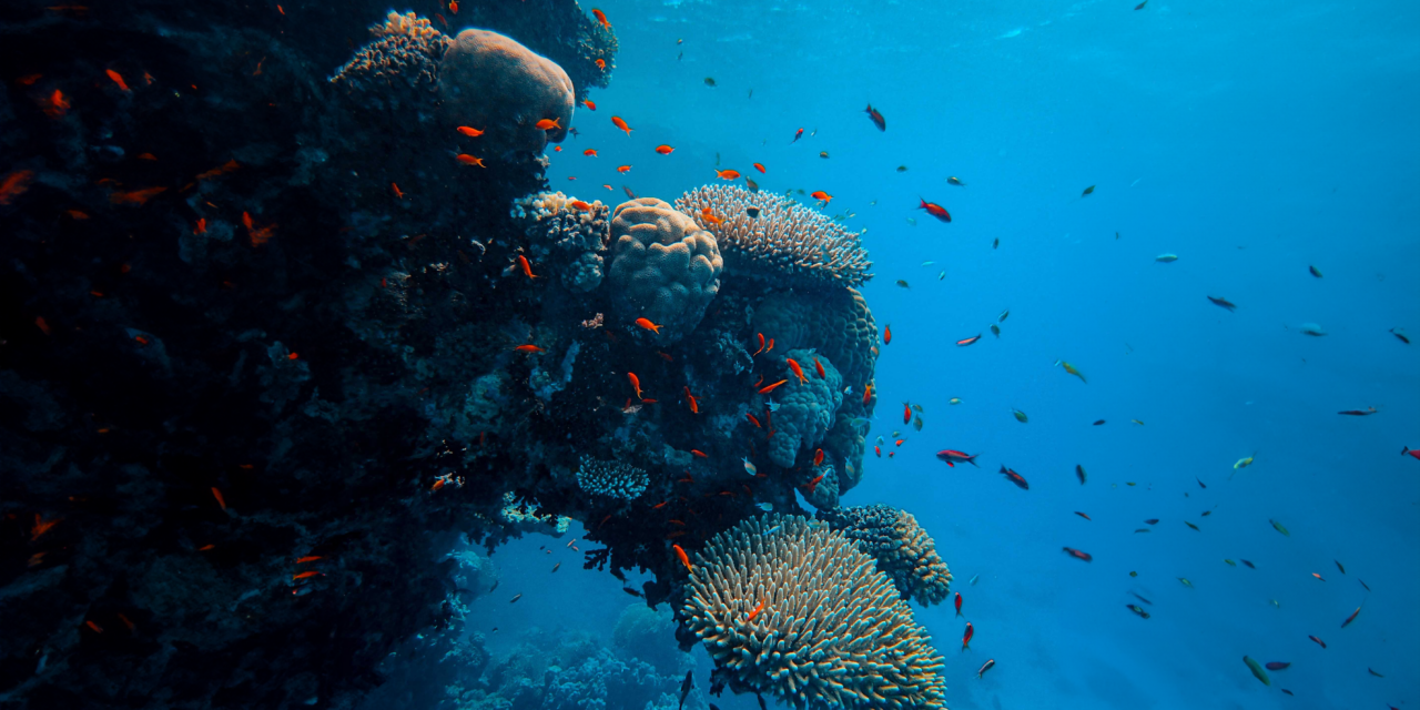 Matthieu Guesné (Lhyfe) : « la stratégie nationale hydrogène française est une bonne nouvelle »
