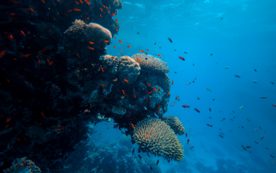 Matthieu Guesné (Lhyfe) : « la stratégie nationale hydrogène française est une bonne nouvelle »