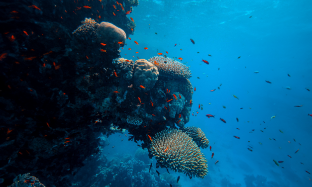 Matthieu Guesné (Lhyfe) : « la stratégie nationale hydrogène française est une bonne nouvelle »