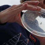 Les microplastiques ont envahi les fleuves européens