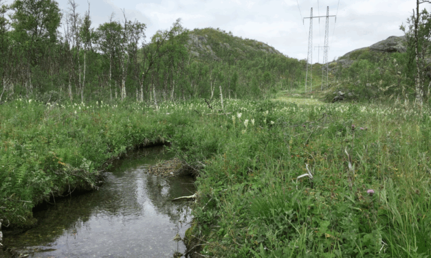 Vattenfall établit une nouvelle référence en matière de biodiversité et de protection de la nature