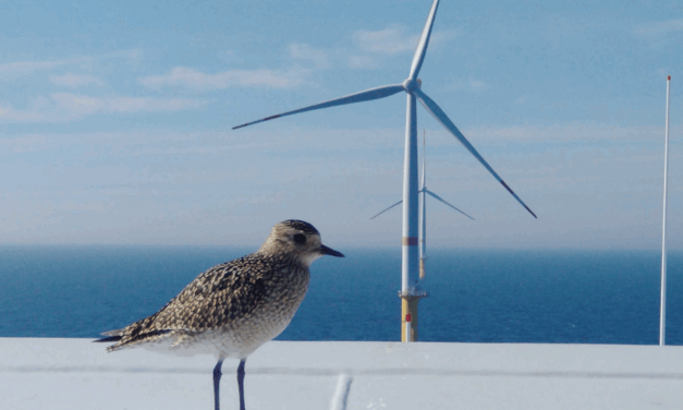 Vattenfall établit une nouvelle référence en matière de biodiversité et de protection de la nature