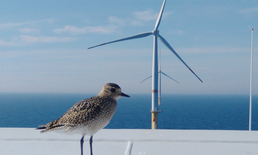 Vattenfall établit une nouvelle référence en matière de biodiversité et de protection de la nature