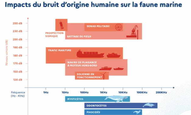 Ospar : la Coalition de Haute Ambition pour un Océan plus Silencieux va-t-elle être entérinée ?