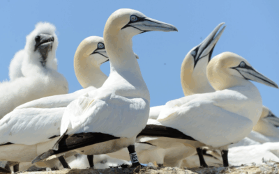 Interview exclusive : Marie Thabard (Iberdrola France) – 2 : «Pendant les 25 ans d’exploitation du parc, nous allons continuer d’observer le milieu marin»
