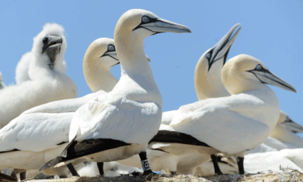 Interview exclusive : Marie Thabard (Iberdrola France) – 2 : «Pendant les 25 ans d’exploitation du parc, nous allons continuer d’observer le milieu marin»