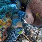 Il ne manque plus que 8 signatures pour l’Accord sur la biodiversité des zones marines non nationales (BBNJ)