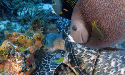 Il ne manque plus que 8 signatures pour l’Accord sur la biodiversité des zones marines non nationales (BBNJ)