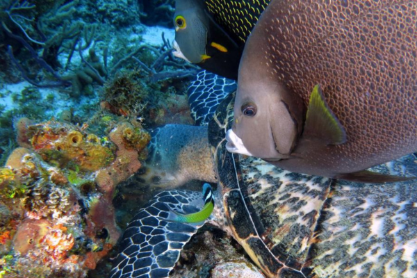 Il ne manque plus que 8 signatures pour l’Accord sur la biodiversité des zones marines non nationales (BBNJ)