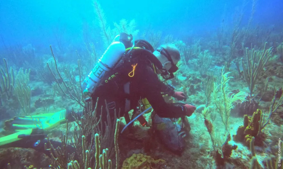 Les scientifiques d’ATLASea ont réalisé le génome d’une 100e espèce