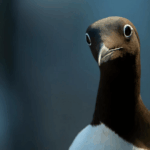 Des associations s’opposent à la construction de Berwick Bank