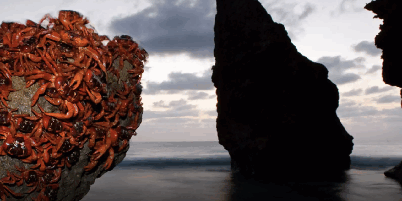 Spectaculaire : La migration des crabes rouges qui se rendent sur les côtes rocheuses de l’ile Christmas
