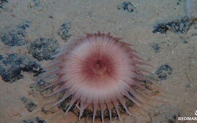 A l’occasion de la 1ère Journée internationale des grands fonds marins, Tribune de Leticia Carvalho de AIFM par Mongabay