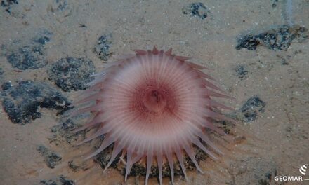 A l’occasion de la 1ère Journée internationale des grands fonds marins, Tribune de Leticia Carvalho de AIFM par Mongabay