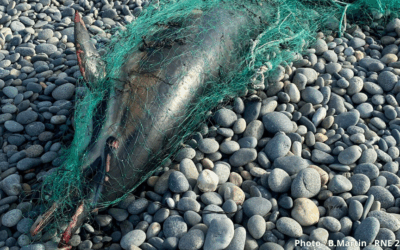 Le mois sans pêche dans le Golfe de Gascogne est reconduit du 22 janvier au 20 février 2026, pour la troisième année consécutive
