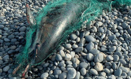 Le mois sans pêche dans le Golfe de Gascogne est reconduit du 22 janvier au 20 février 2026, pour la troisième année consécutive