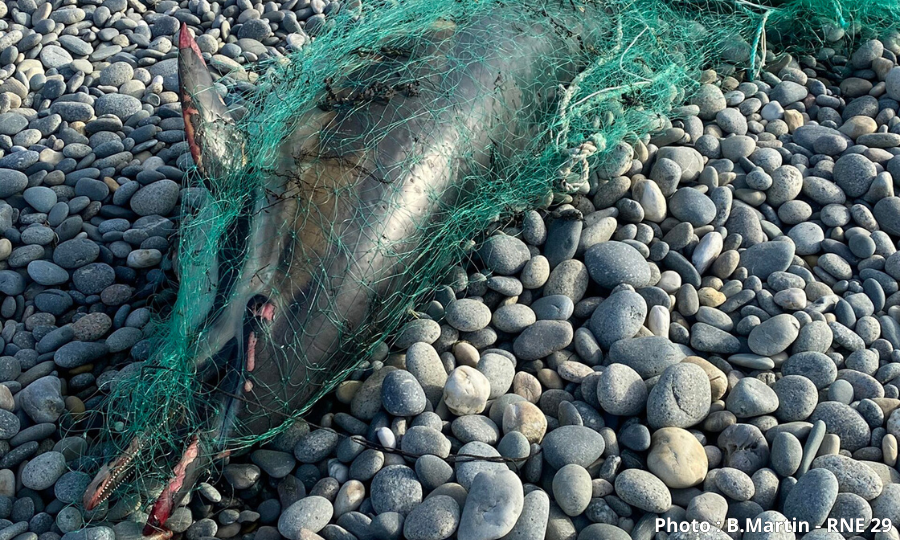 Le mois sans pêche dans le Golfe de Gascogne est reconduit du 22 janvier au 20 février 2026, pour la troisième année consécutive
