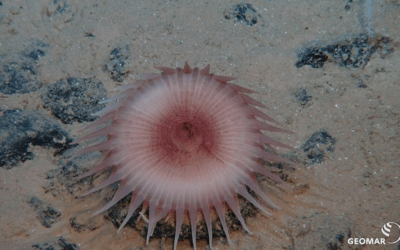 A l’occasion de la 1ère Journée internationale des grands fonds marins, Tribune de Leticia Carvalho de AIFM par Mongabay