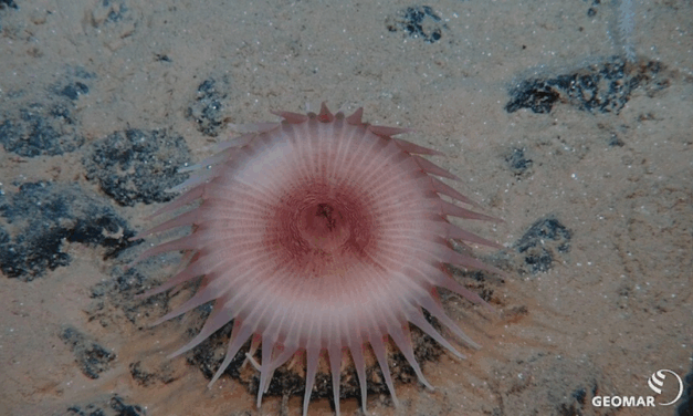 A l’occasion de la 1ère Journée internationale des grands fonds marins, Tribune de Leticia Carvalho de AIFM par Mongabay