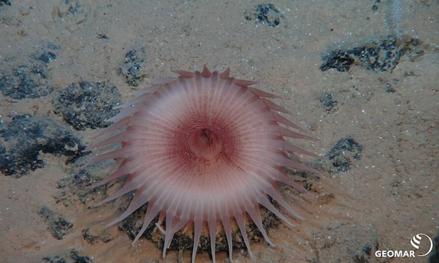 A l’occasion de la 1ère Journée internationale des grands fonds marins, Tribune de Leticia Carvalho de AIFM par Mongabay