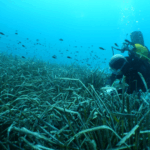 Setec énergie environnement et Encis environnement s’associent pour créer un centre unique d’études et d’ingénierie en environnement en France