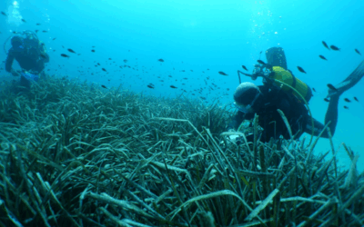 Setec énergie environnement et Encis environnement s’associent pour créer un centre unique d’études et d’ingénierie en environnement en France