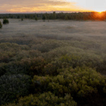 À l’échelle mondiale, les tourbières stockent plus de 30 % du carbone terrestre