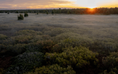 À l’échelle mondiale, les tourbières stockent plus de 30 % du carbone terrestre