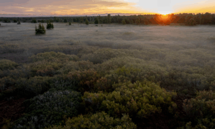 À l’échelle mondiale, les tourbières stockent plus de 30 % du carbone terrestre
