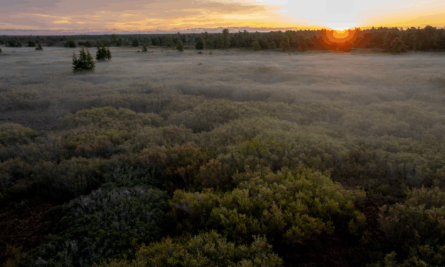 À l’échelle mondiale, les tourbières stockent plus de 30 % du carbone terrestre