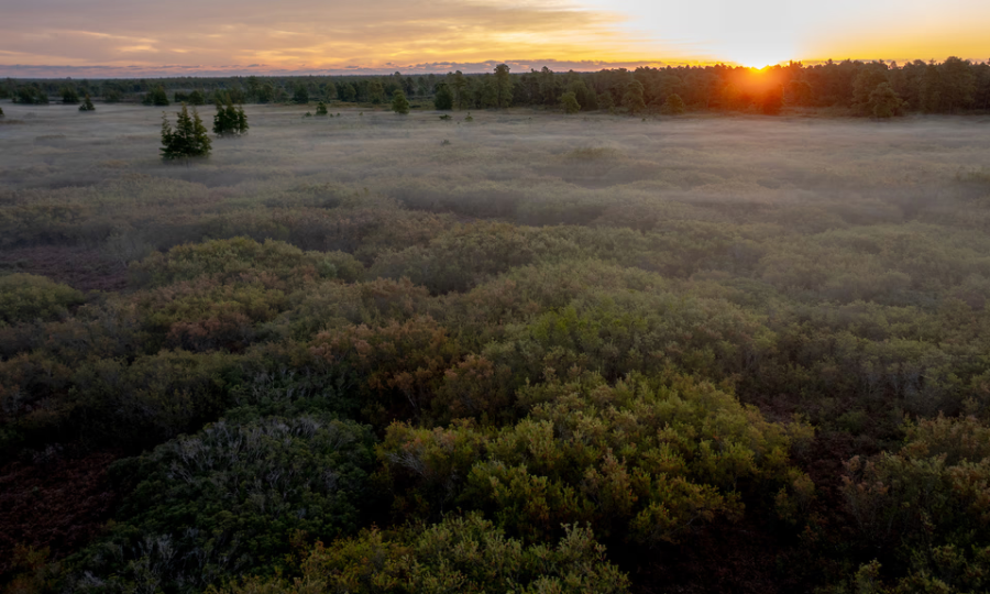 À l’échelle mondiale, les tourbières stockent plus de 30 % du carbone terrestre